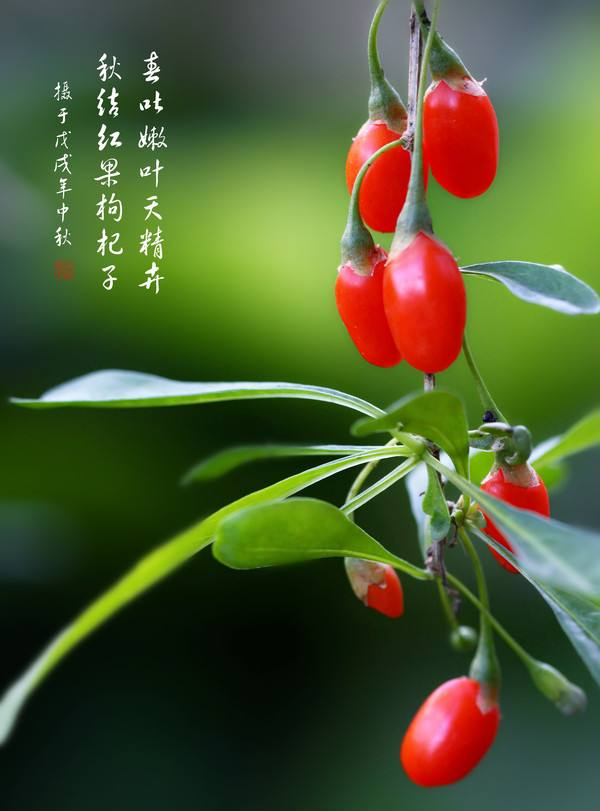 例假期間能吃枸杞嗎？